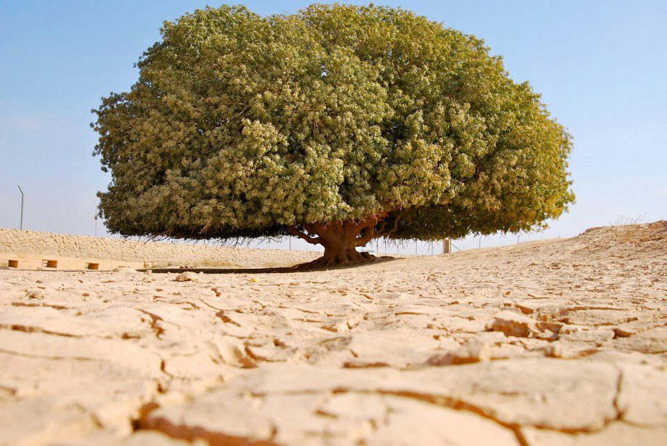 8 Days Islamic Heritage Tour of Jordan – Prophets & Companions Journey